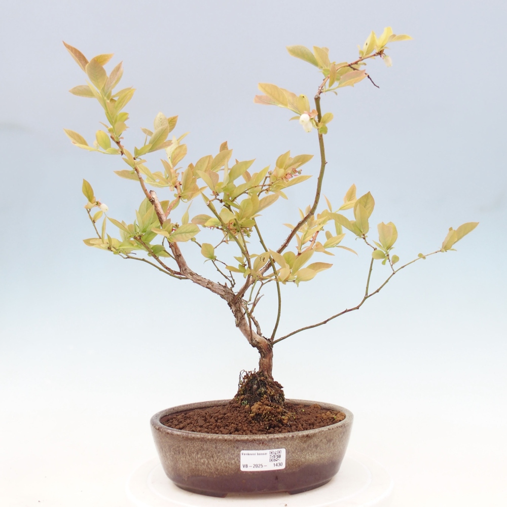 Vonkajšie bonsai - kanadská čučoriedka - Vaccinium corymbosum