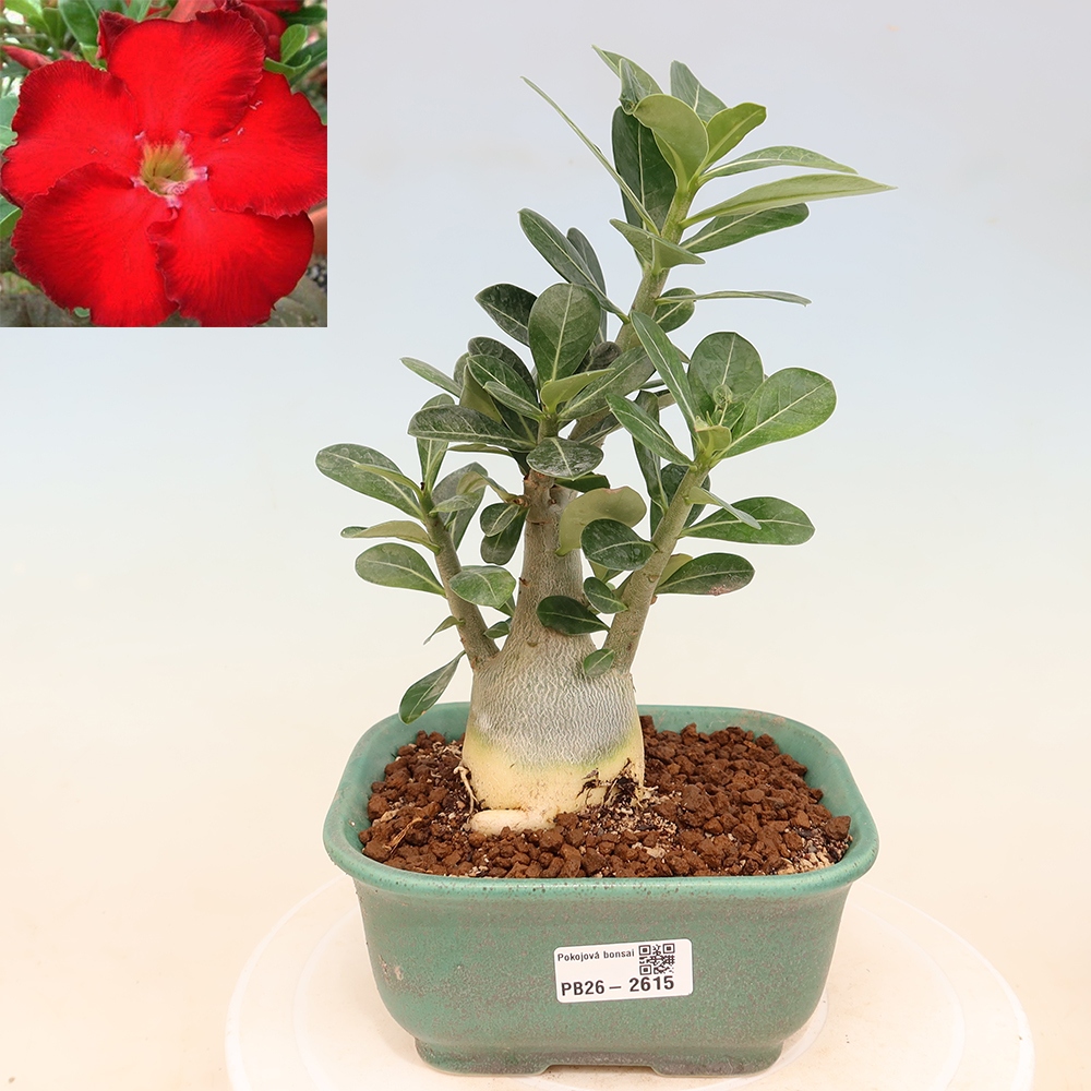 Izba bonsai – Adenium obesum Red Star – Púštna ruža