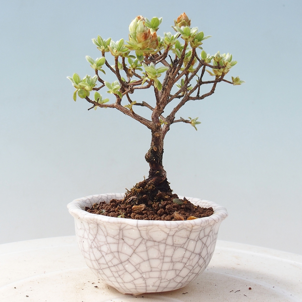 Vonkajší bonsai - Rhododendron indicum - Japonská azalka