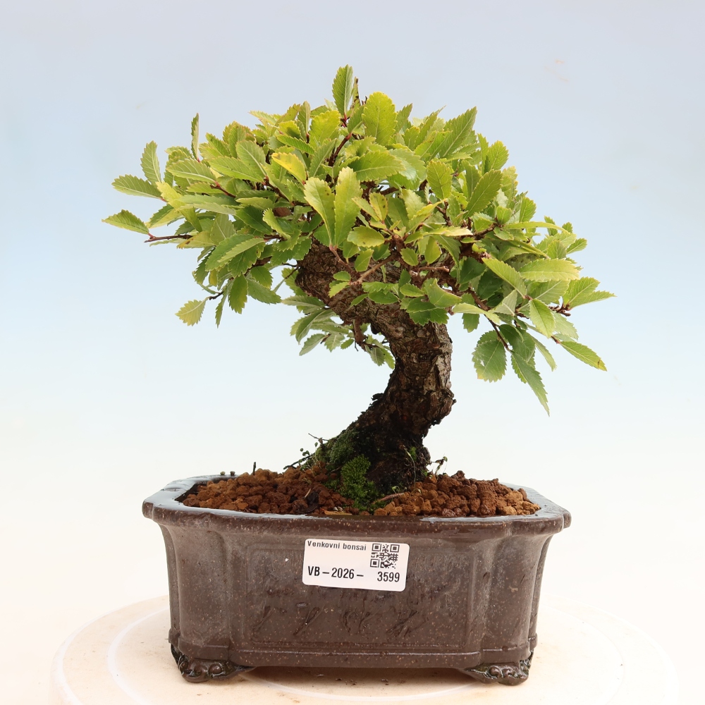 Vonkajšie bonsaje - Zelkova - Zelkova NIRE