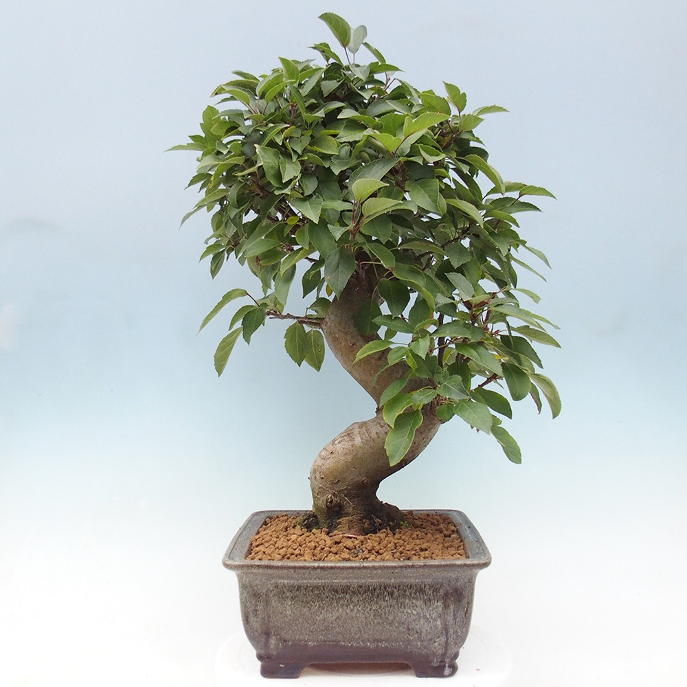 Vonkajší bonsai -Malus halliana - Maloplodá jabloň