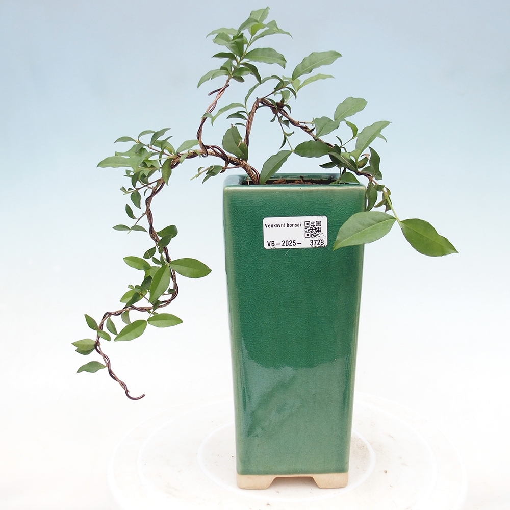 Izbová bonsai -Malpighia coccigera- Barbdorská čerešňa