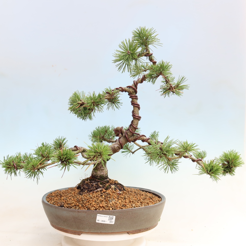 Vonkajšie bonsaje – Pinus mugo Humpy – borovica krivá