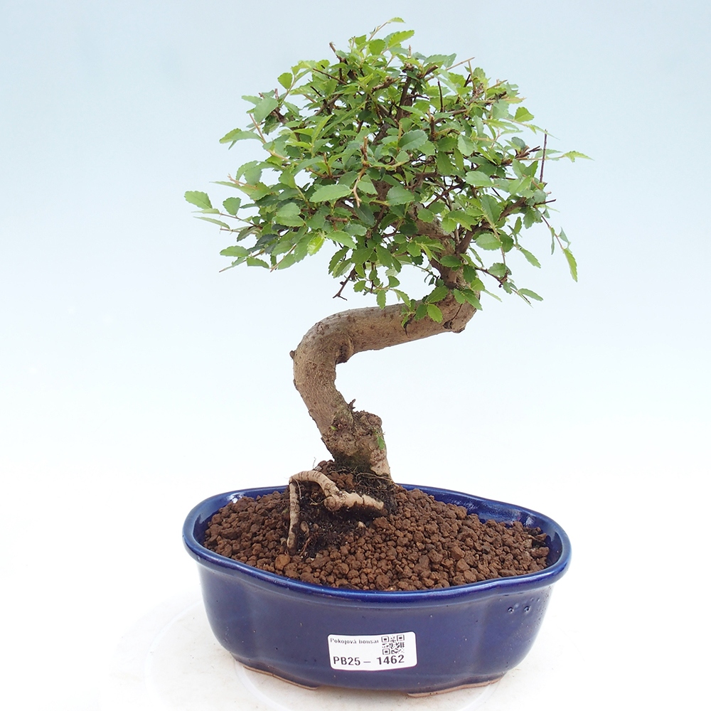 Izbová bonsai - Ulmus parvifolia - Malolistý brest