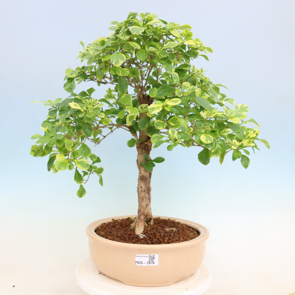Izbový bonsaj - Duranta erecta Aurea