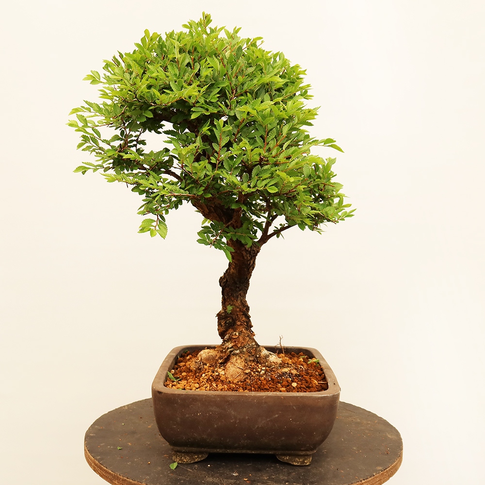 Vonkajšie bonsai - Zelkova - Zelkova NIRE