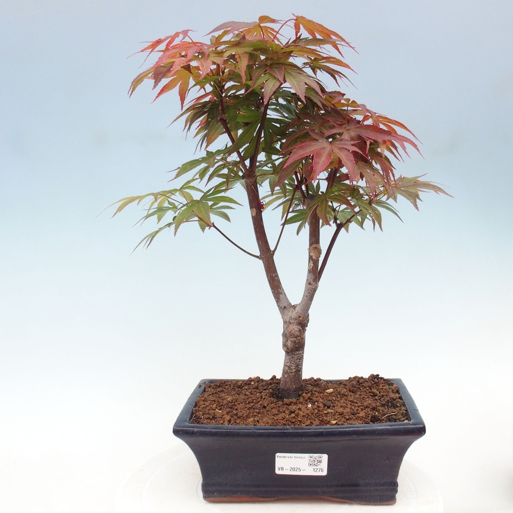 Vonkajší bonsai - Acer palm. Atropurpureum-Javor dlanitolistý