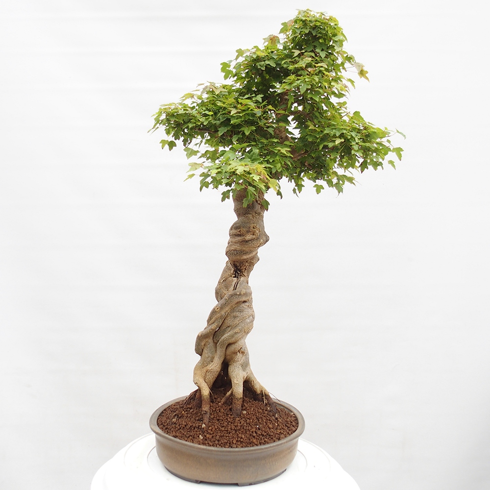 Vonkajšie bonsai - Javor Buergerianum - Javor Burgerův