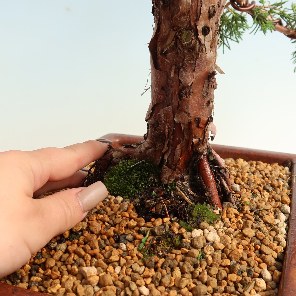 Vonkajší bonsaj - Juniperus chinensis Kishu