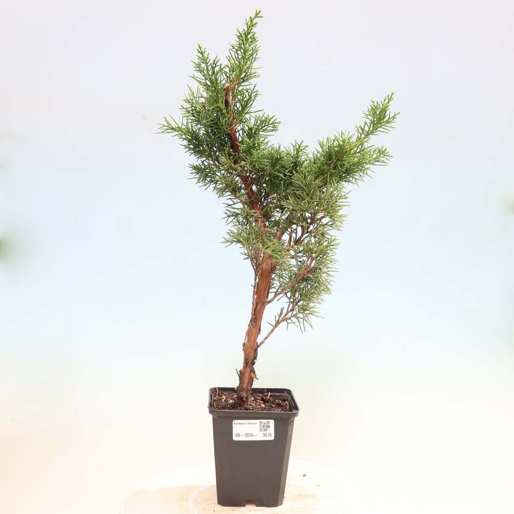 Vonkajší bonsaj - Juniperus chinensis Kishu
