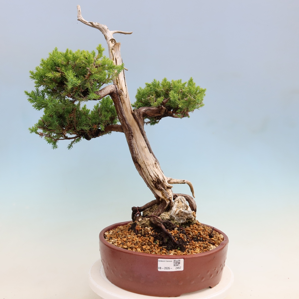 Vonkajší bonsai – Juniperus squamata – Jalovec šupinatý