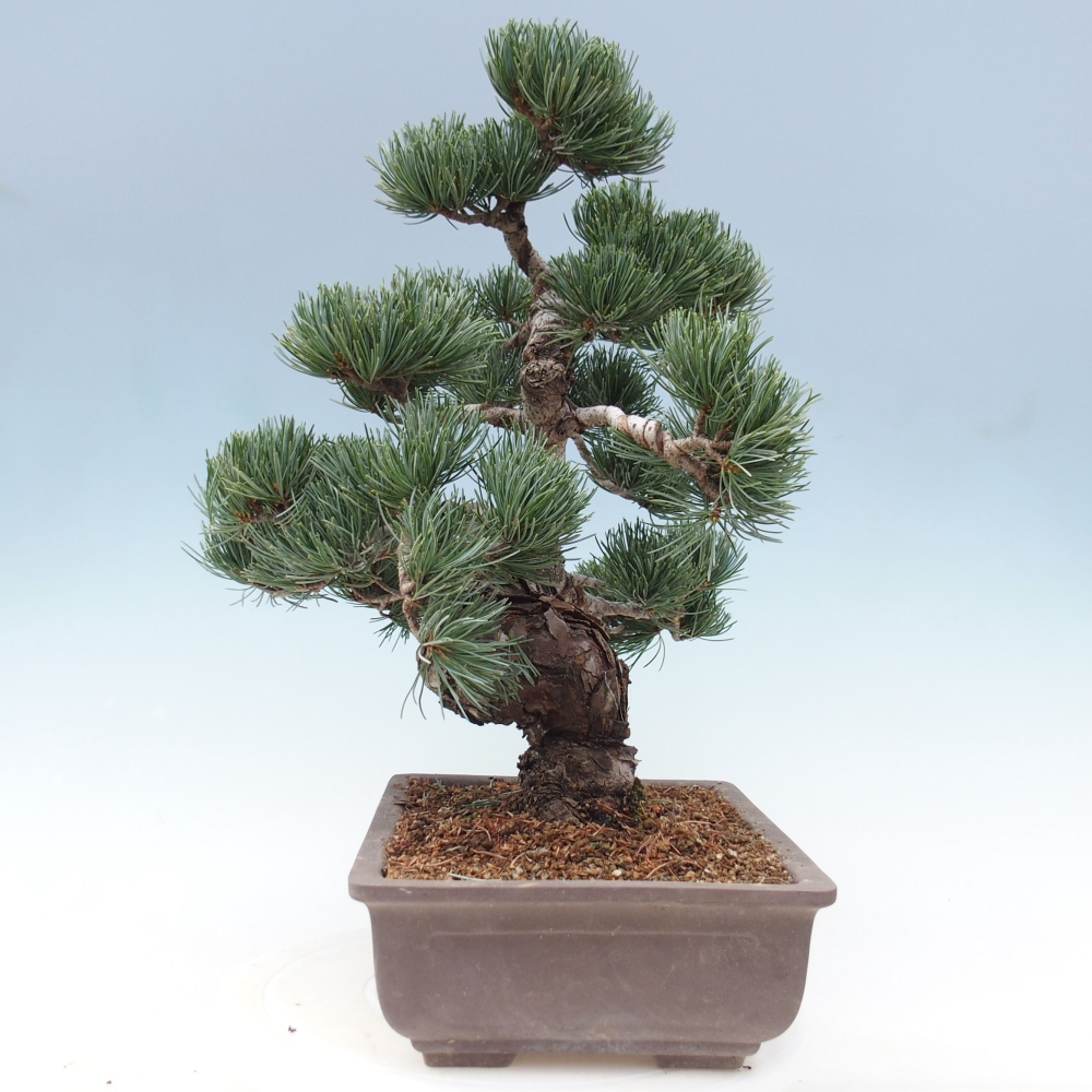 Vonkajšie bonsai - Pinus parviflora - Borovica drobnokvetá