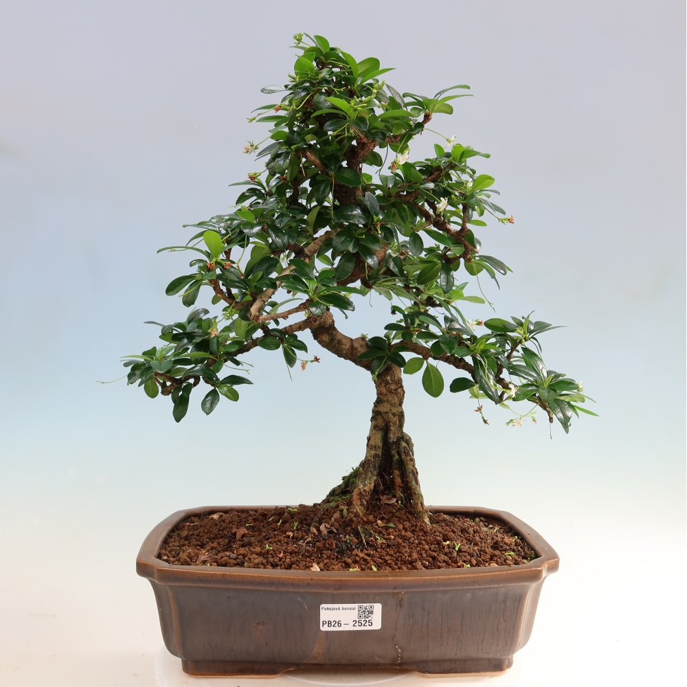 Izbové bonsaje - Carmona macrophylla - Tea fuki