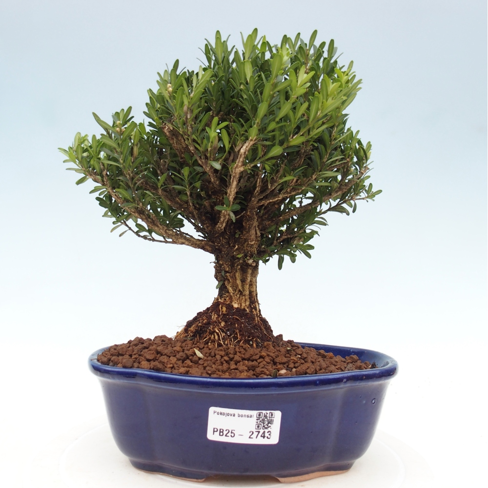 Izbová bonsai - Buxus harlandii - korkový buxus