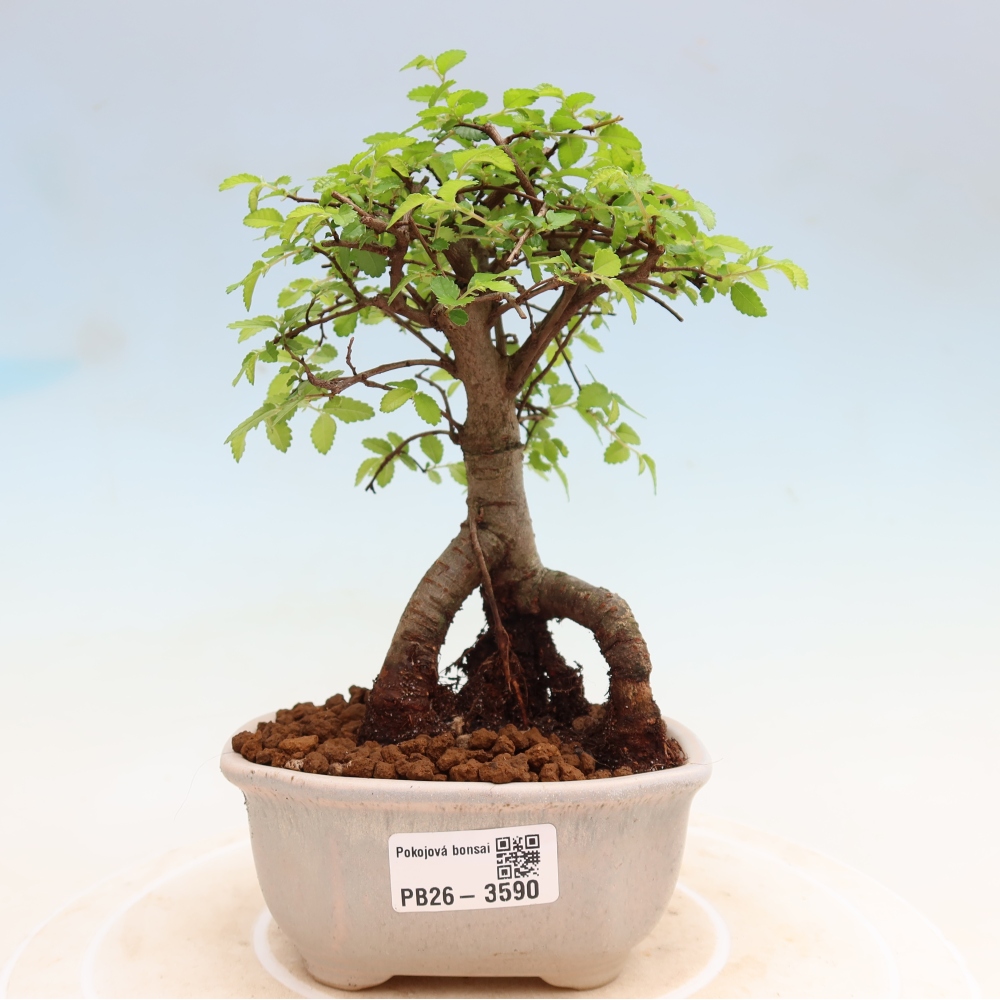 Izbový bonsaj - Ulmus parvifolia - brest malolistý