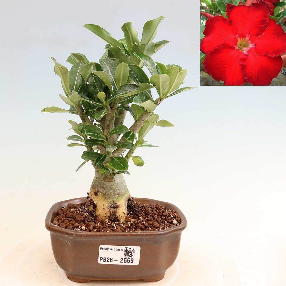 Izba bonsai – Adenium obesum Red Star – Púštna ruža