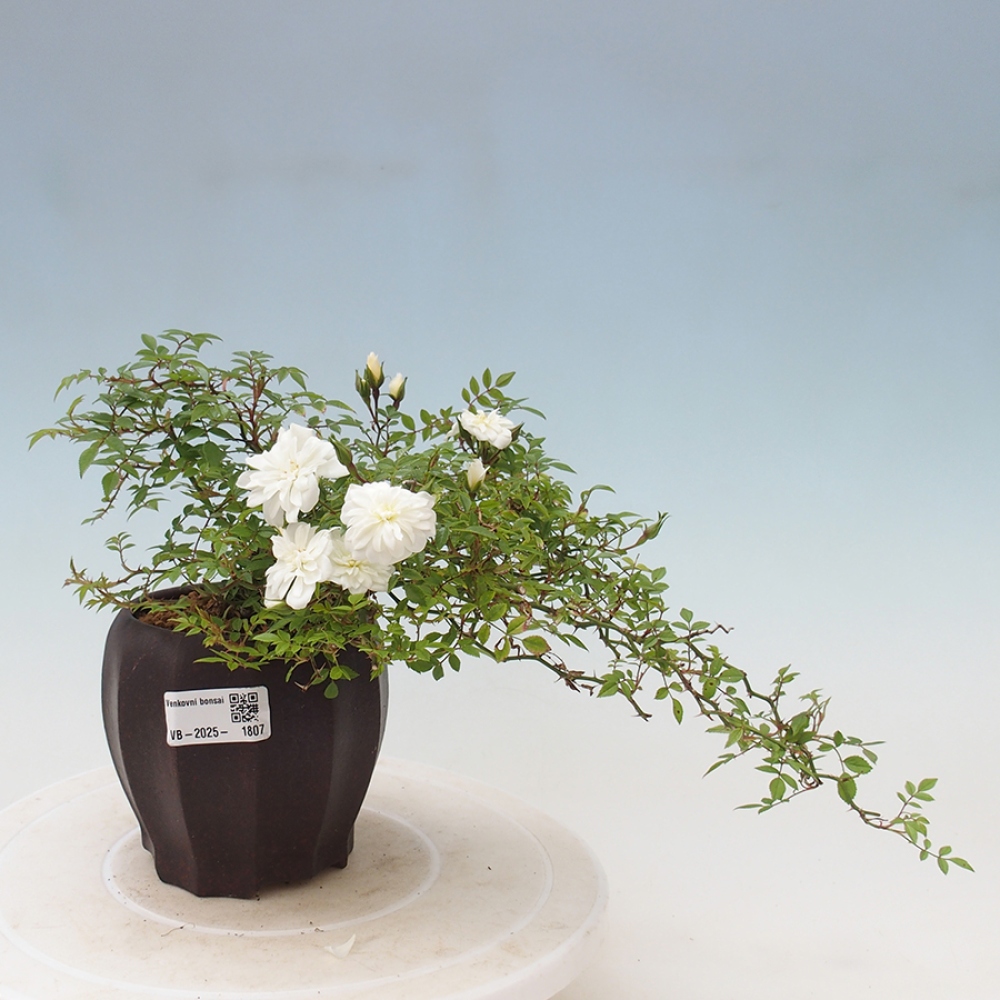 Vonkajší bonsai - Rosa Sea Foam - ruža
