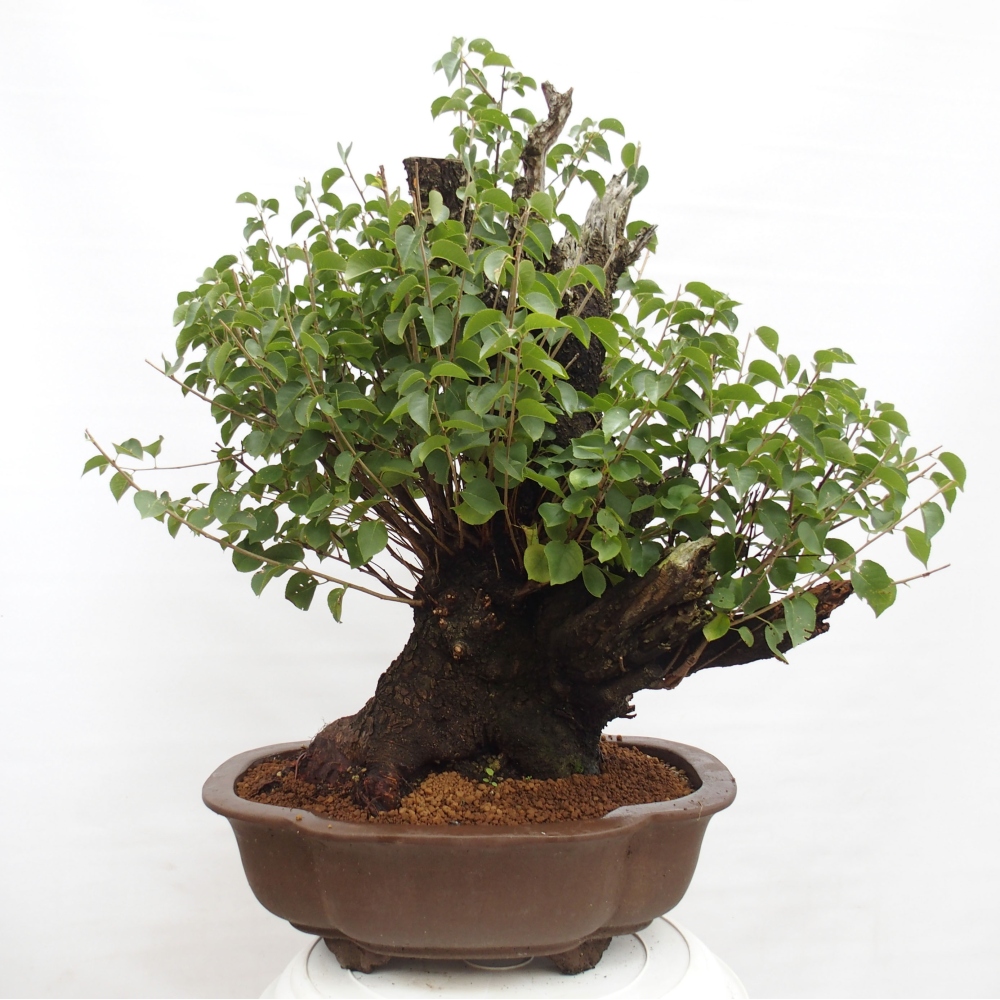 Vonkajšie bonsai - Mahalebka - Prunus mahalieb