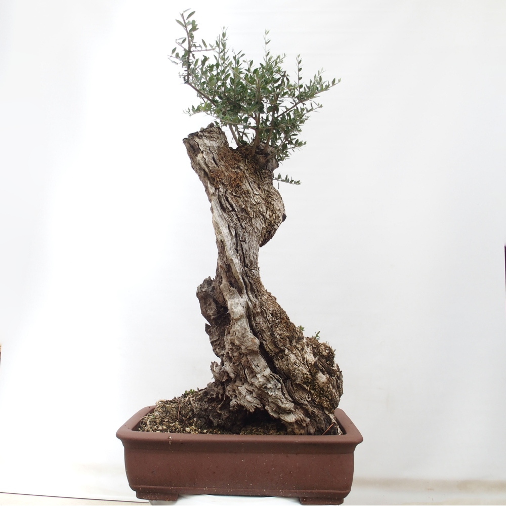 Izbová bonsai - Olea europaea sylvestris -Oliva evropská drobnolistá