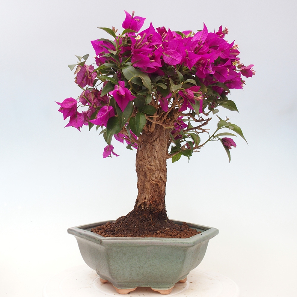 Izbová bonsai - Bouganwilea