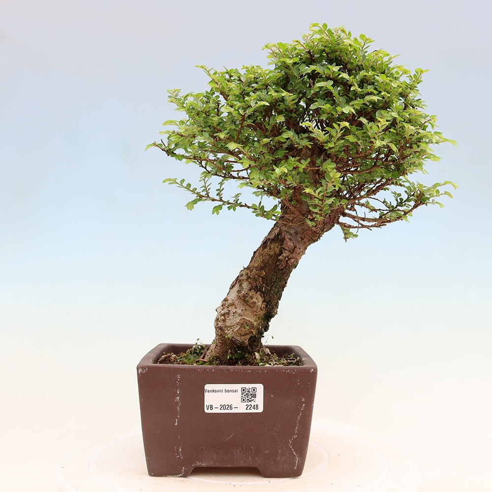 Vonkajší bonsai – Ulmus parvifolia Sagei – javor malolistý