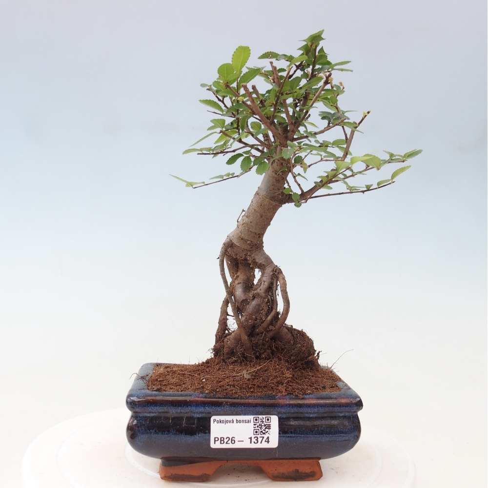 Izbový bonsaj - Ulmus parvifolia - brest malolistý