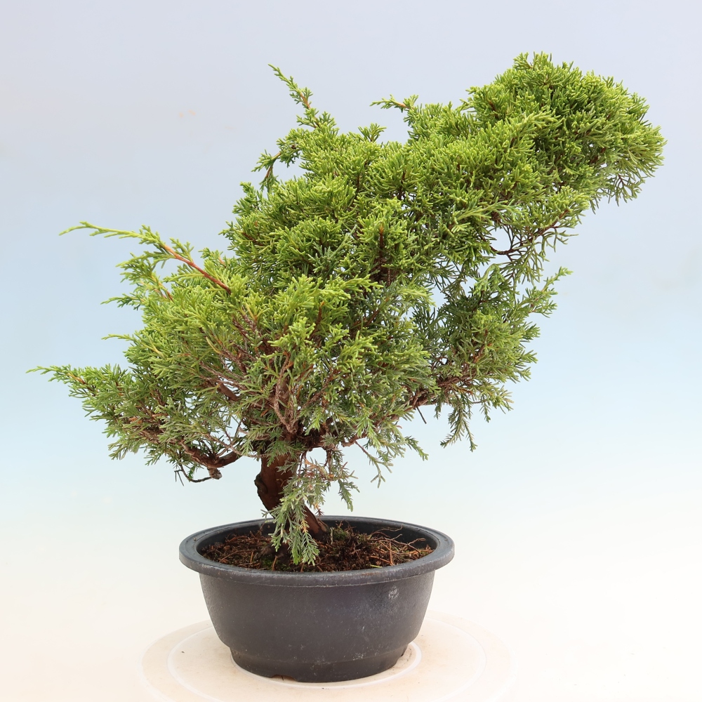 Vonkajší bonsai – Juniperus chinensis Itoigawa – čínsky jalovec