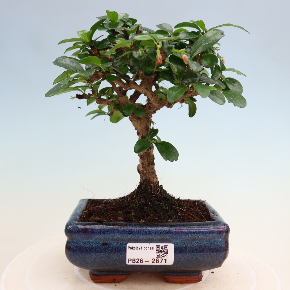 Izbové bonsaje - Carmona macrophylla - Tea fuki