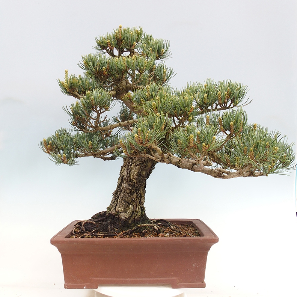 Vonkajšie bonsaje - Pinus parviflora - Pinus parviflora