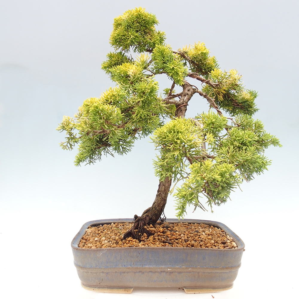 Vonkajší bonsai - Juniperus chinensis plumosa aurea - Borievka čínska zlatá