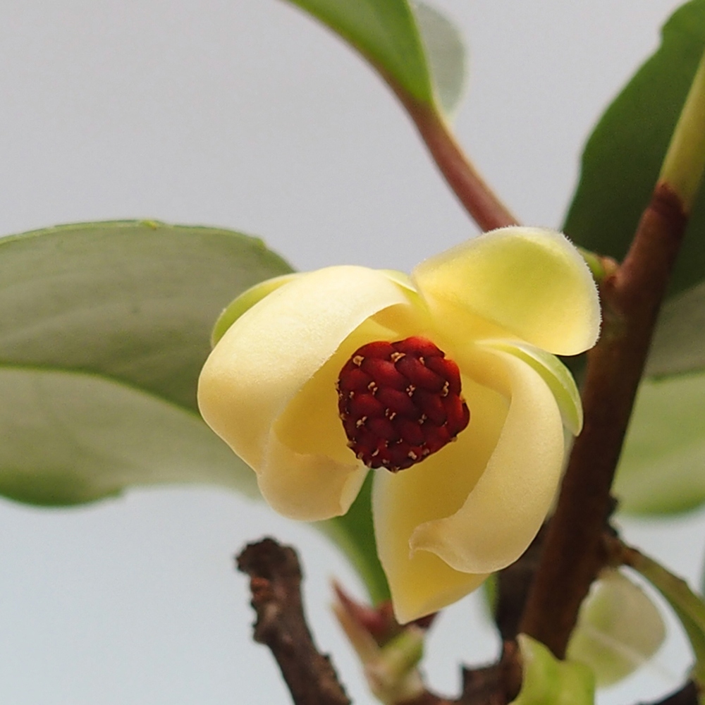 Izbová bonsai- Kadsura japonica 