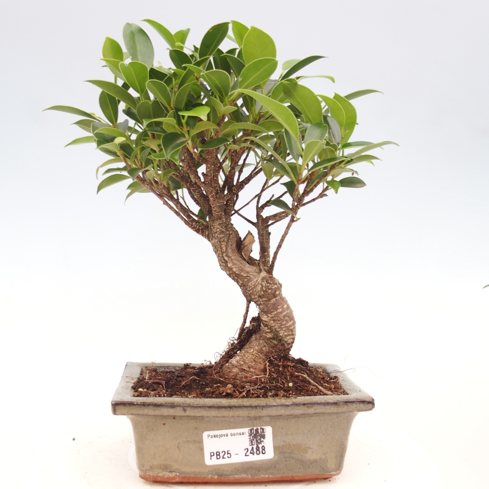 Izbová bonsai - Ficus retusa - malolistý fikus