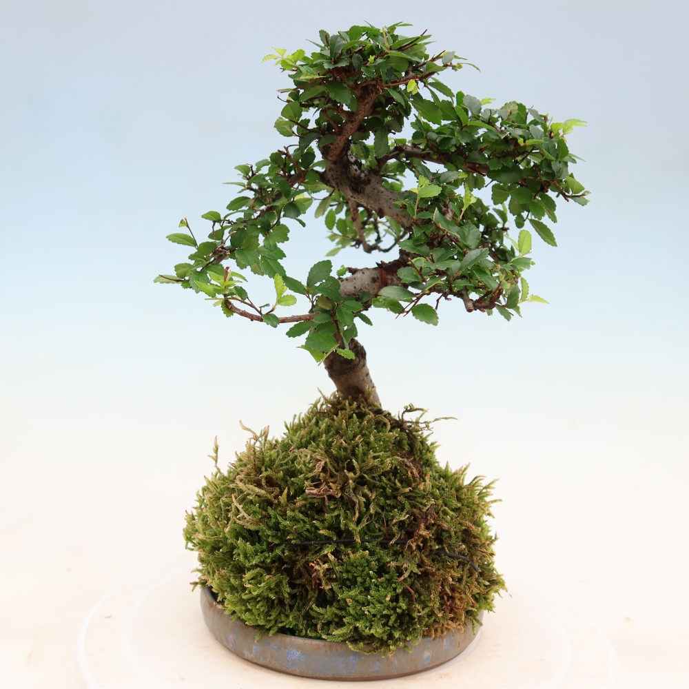 Kokedama s miskou – Ulmus parvifolia – jaseň malolistý