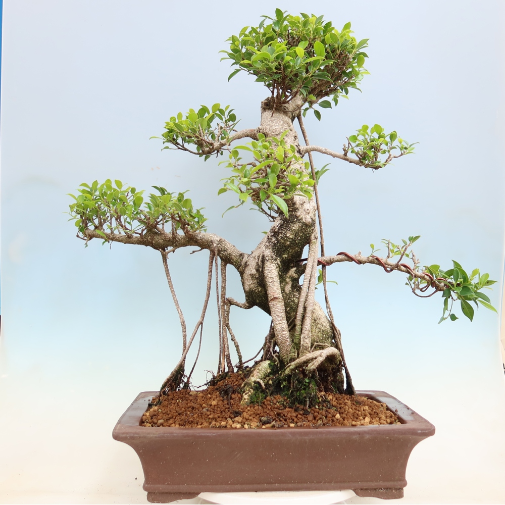 Izbové bonsaje - Ficus kimmen - drobnolistý fikus
