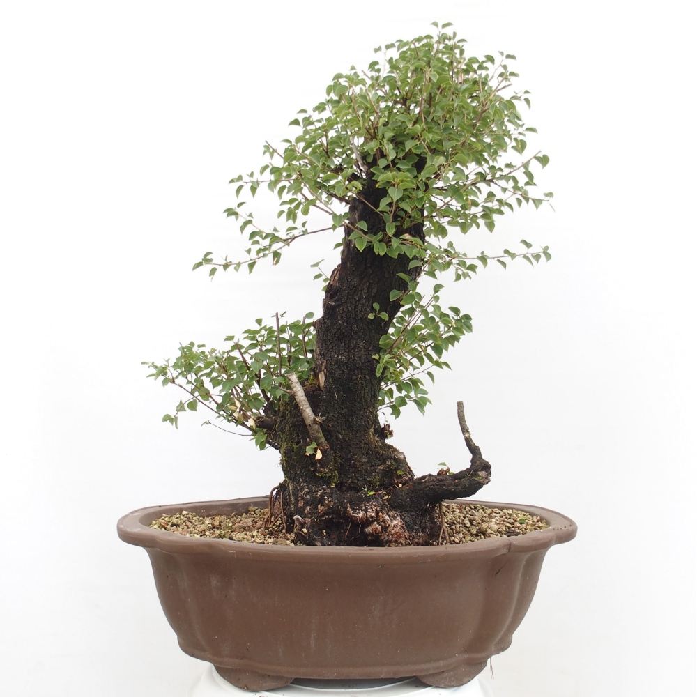 Vonkajšie bonsai - Mahalebka - Prunus mahalieb