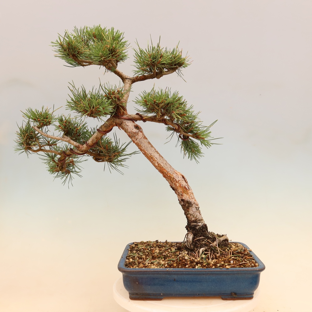 Vonkajšie bonsaje – Pinus Sylvestris Watererri – borovica lesná