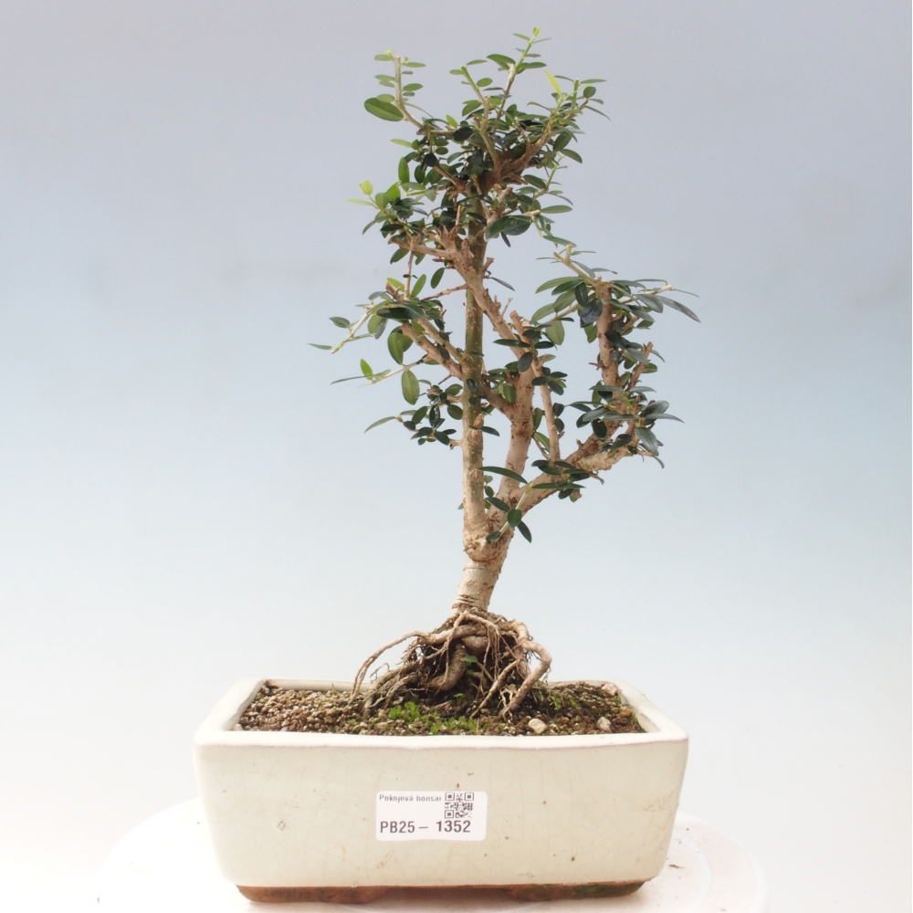Izbová bonsai - Olea europaea sylvestris -Oliva evropská drobnolistá