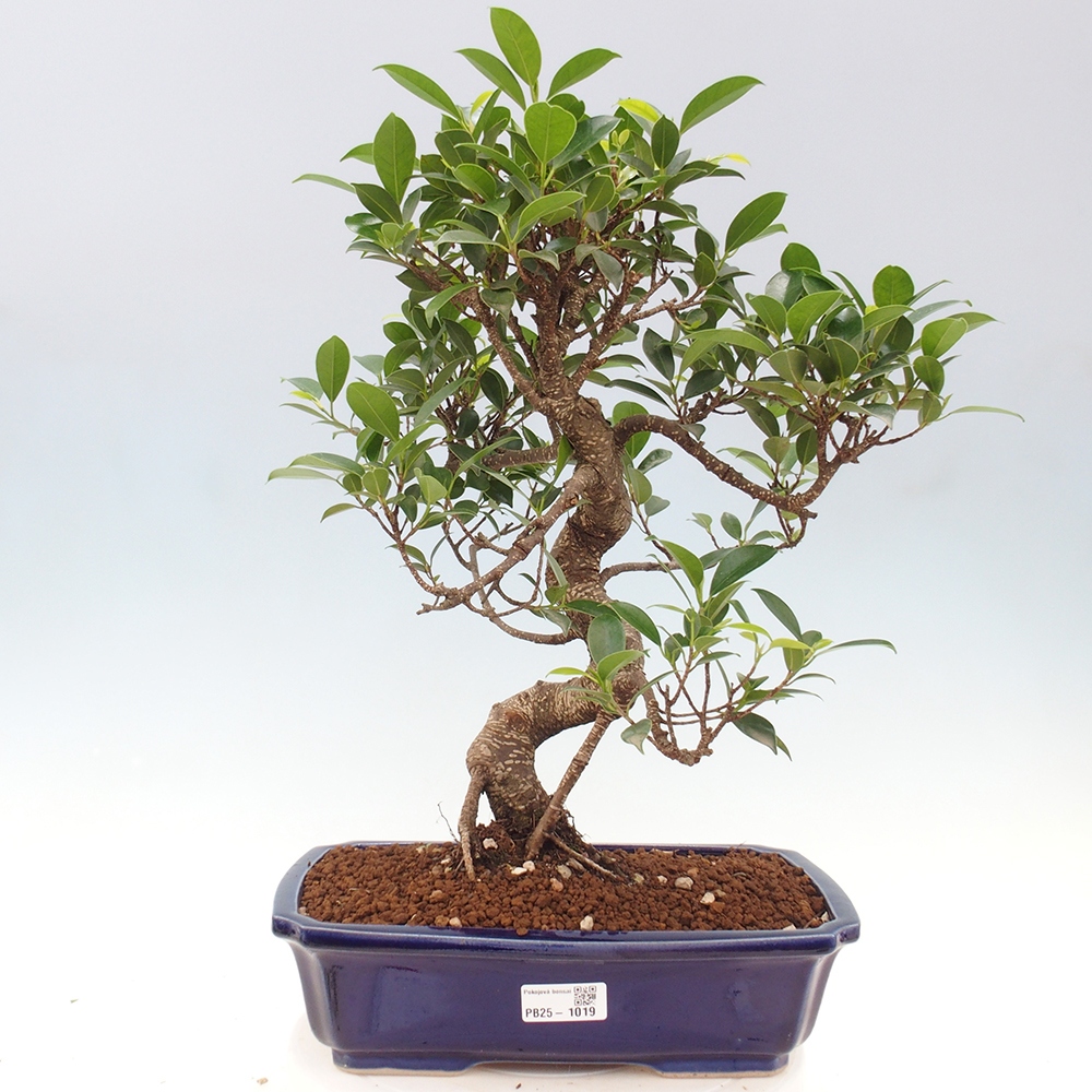 Izbová bonsai - Ficus kimmen - malolistý fikus