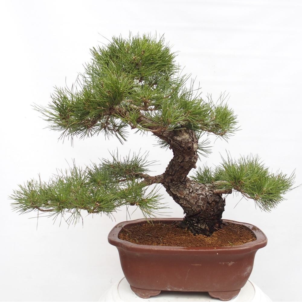 Vonkajšie bonsai - Pinus thunbergii - Borovica thunbergova