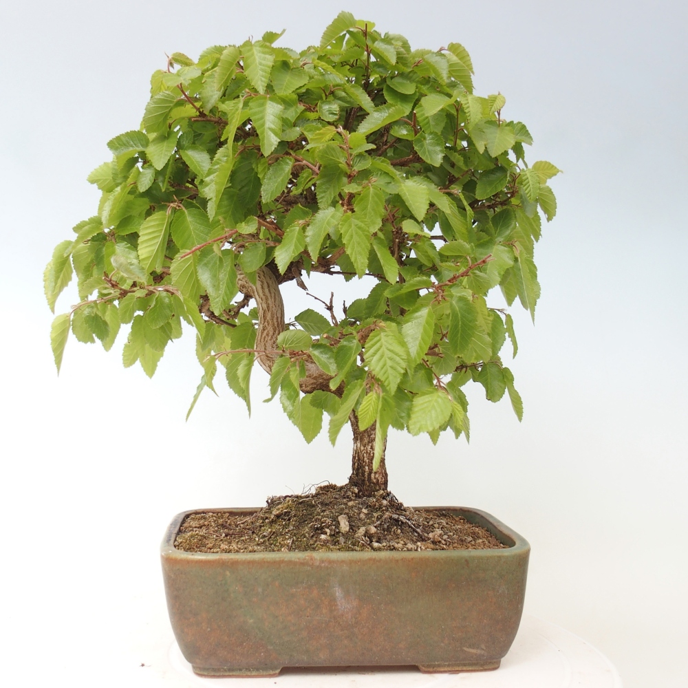 Vonkajšie bonsaje -Carpinus CARPINOIDES - Hrab kórejský