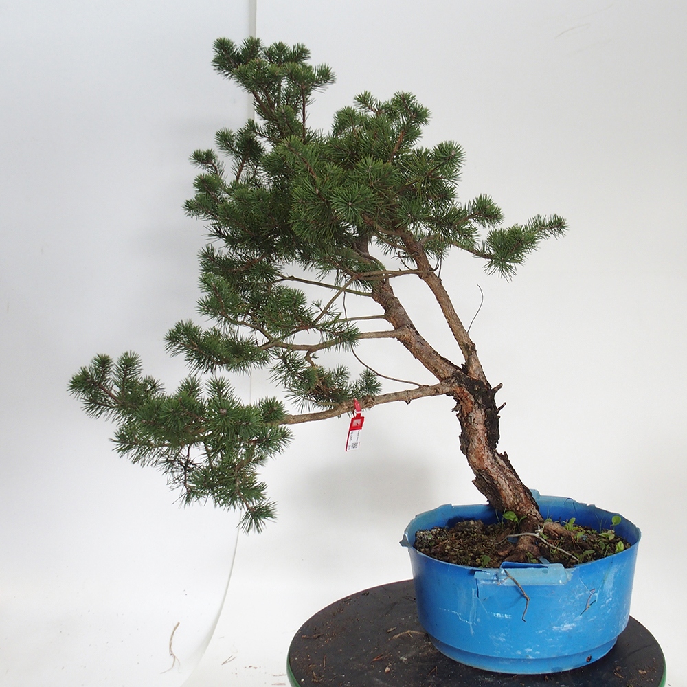 Yamadori - Pinus sylvestris Španielsko