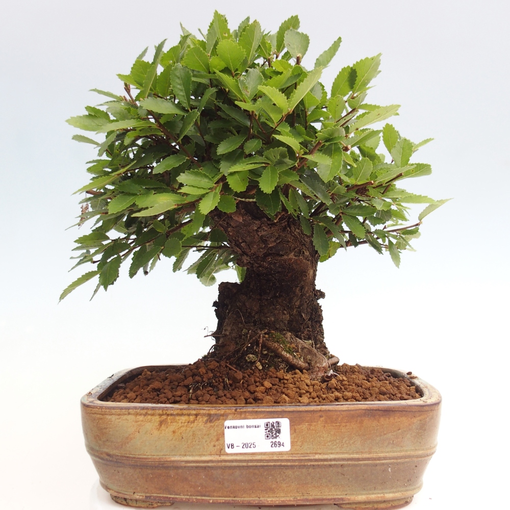 Vonkajšie bonsai - Zelkova - Zelkova Nirom