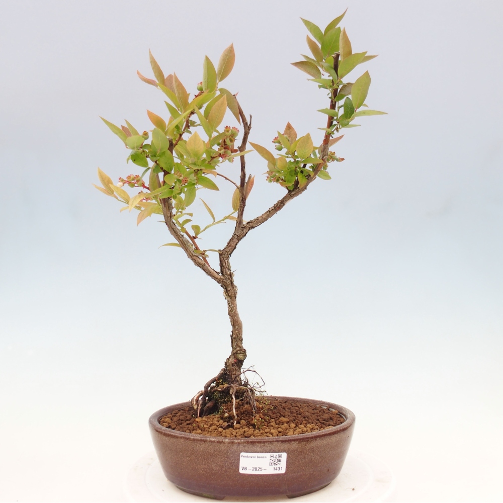 Vonkajšie bonsai - kanadská čučoriedka - Vaccinium corymbosum