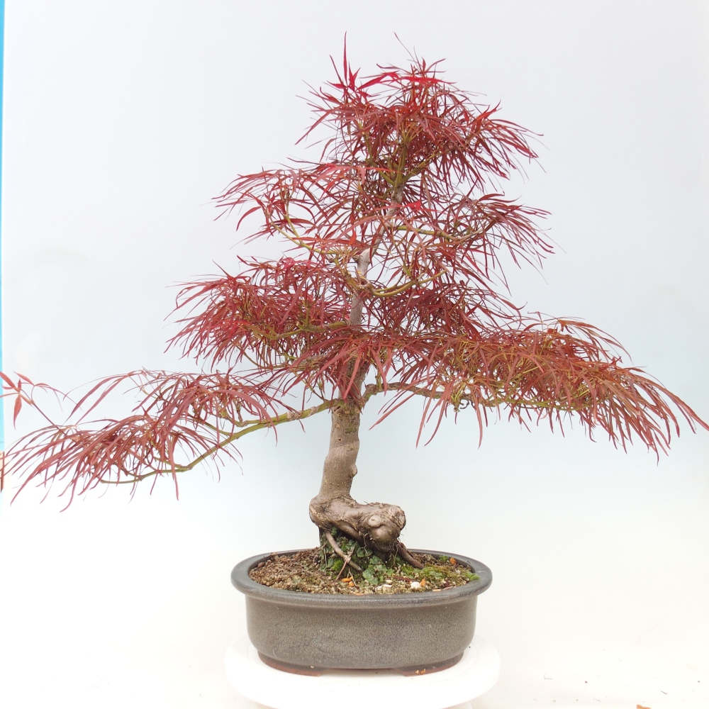 Vonkajší bonsaj - Acer palmatum RED PYGMY