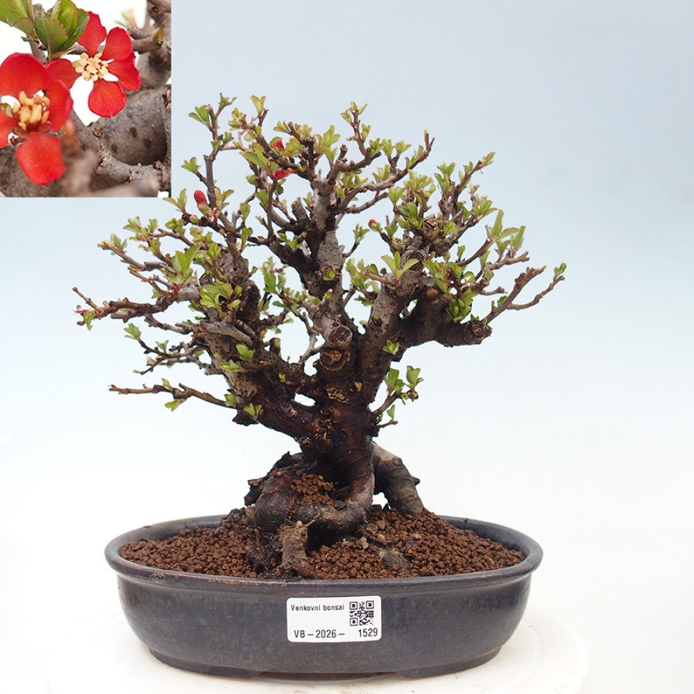 Vonkajšie bonsaje - Chaneomeles speciosa - Kdoule