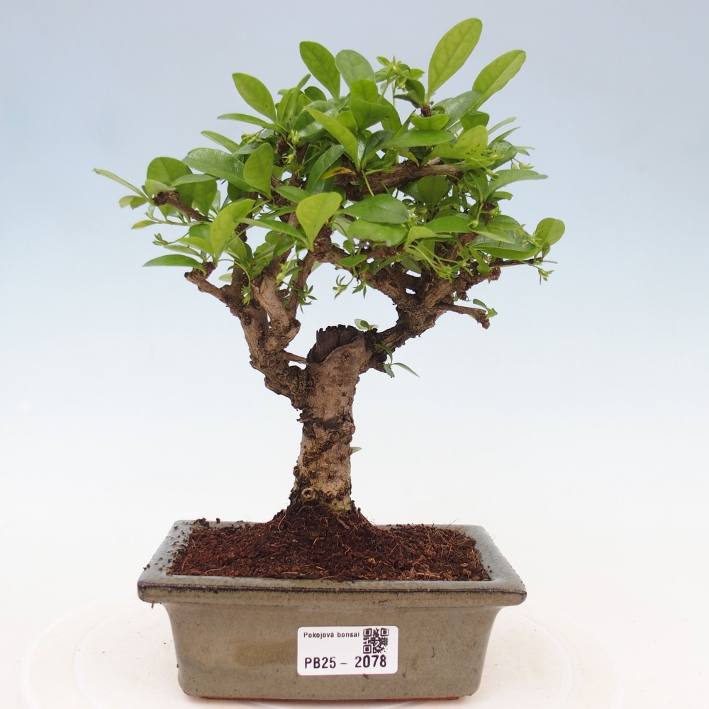 Izbová bonsai - Carmona macrophylla - Čaj fuki