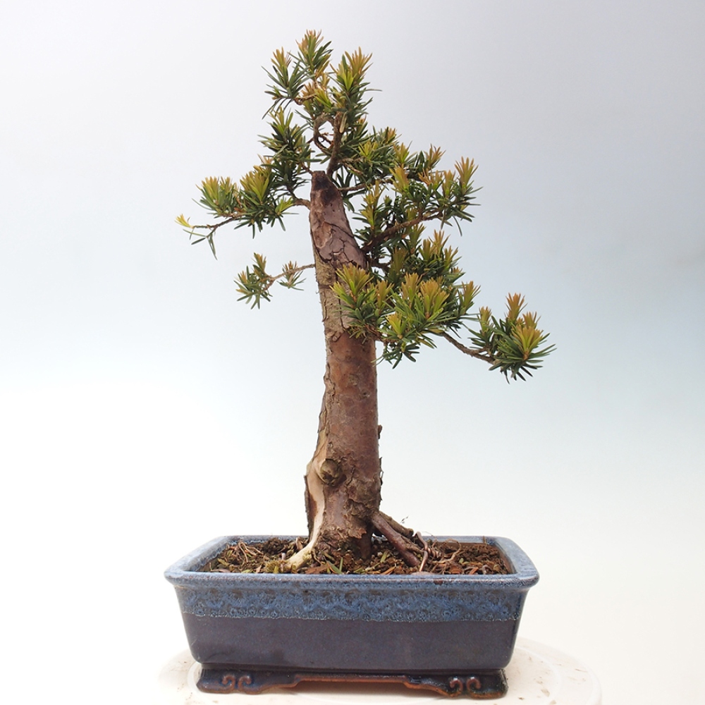 Vonkajší bonsai - Taxus cuspidata - Tis japonský