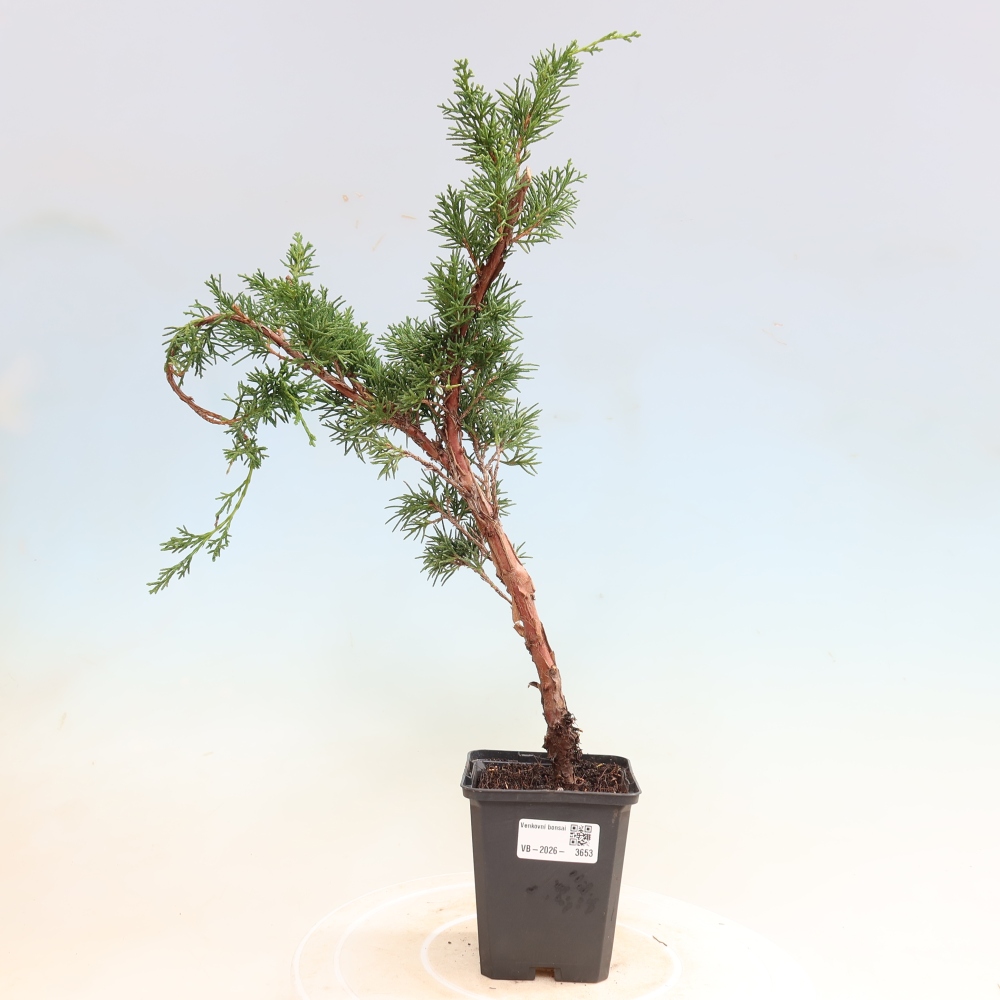 Vonkajší bonsaj - Juniperus chinensis Kishu