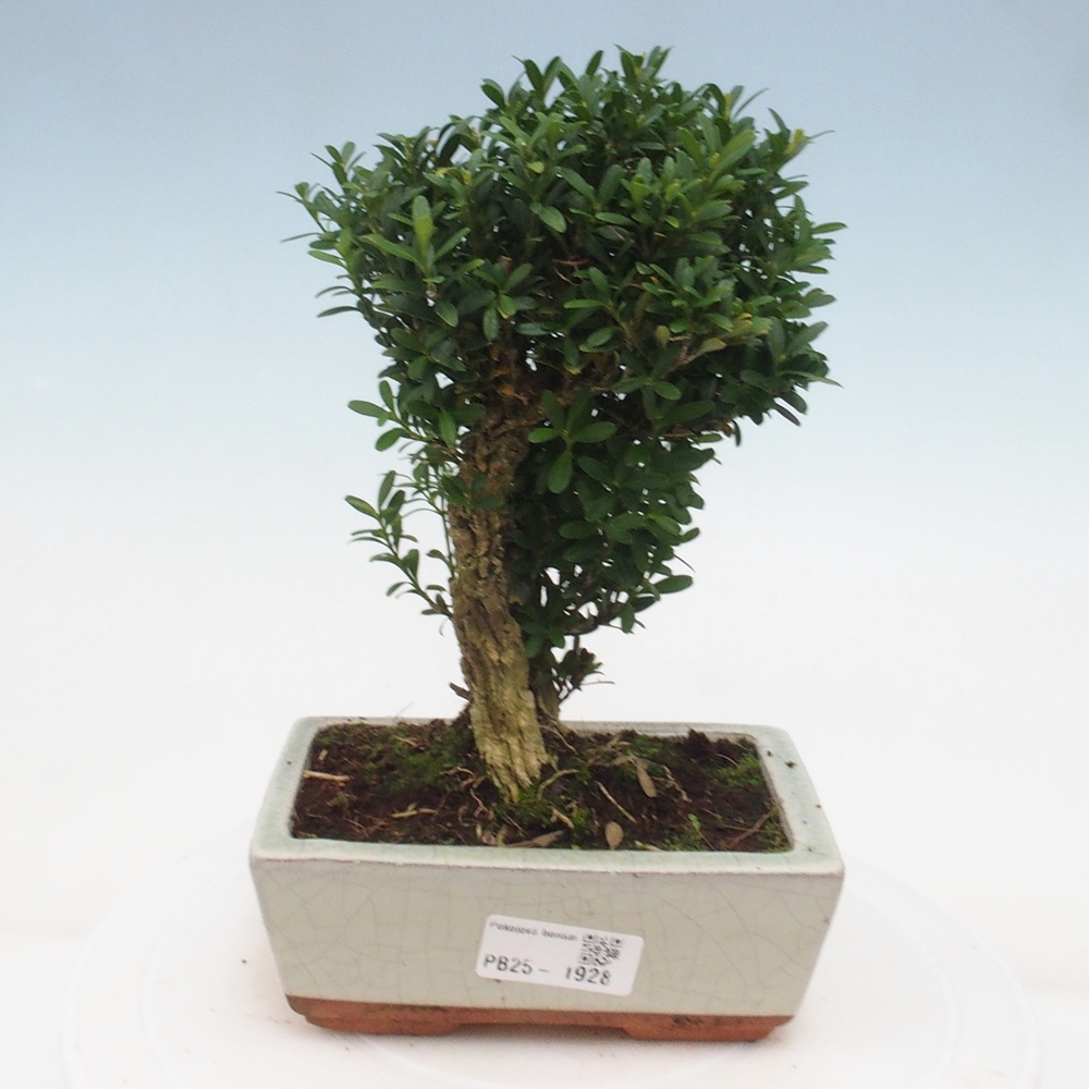 Izbová bonsai - Buxus harlandii - korkový buxus