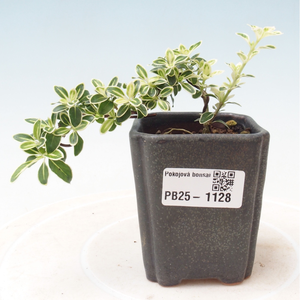 Izbová bonsai - Serissa foetida Variegata - Strom tisíce hviezd